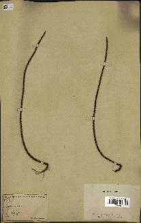 spécimen de Caryota sp.