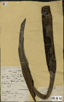 spécimen de Borassus aethiopum