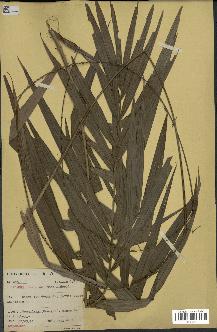 spécimen de Calamus deerratus