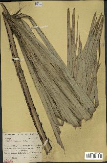 spécimen de Hyphaene thebaica