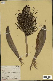spécimen de Phoenix reclinata