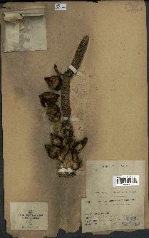 spécimen de Elaeis guineensis