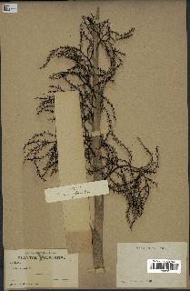 spécimen de Thrinax parviflora