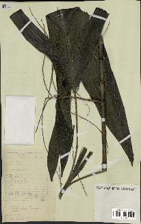 spécimen de Hyospathe elegans