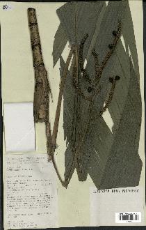 spécimen de Geonoma baculifera