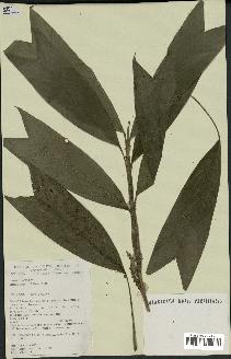 spécimen de Geonoma stricta