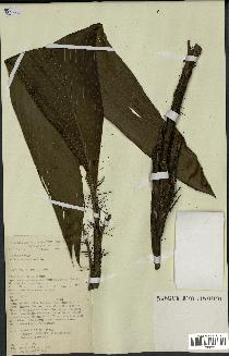 spécimen de Bactris geonomoides