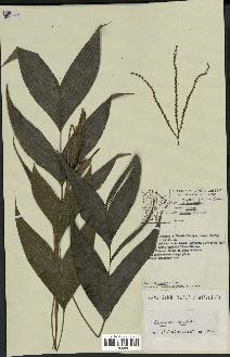 spécimen de Bactris aubletiana