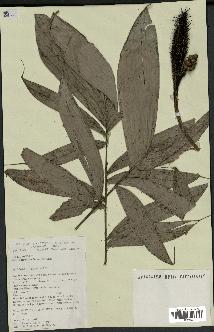 spécimen de Bactris gastoniana