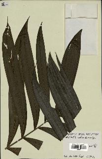 spécimen de Bactris sp.