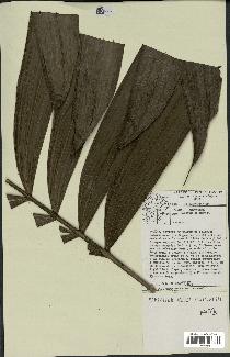 spécimen de Bactris sp.