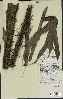 spécimen de Bactris sp.