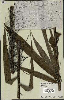 spécimen de Bactris sp.