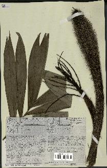 spécimen de Bactris sp.