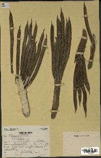 spécimen de Elaeis guineensis