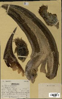 spécimen de Elaeis guineensis