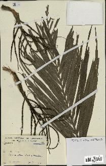 spécimen de Dypsis indet.