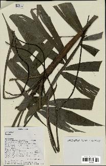 spécimen de Dypsis sp.