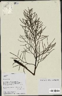 spécimen de Dypsis sp.