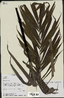 spécimen de Dypsis sp.