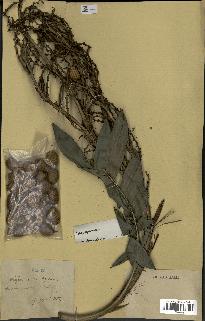 spécimen de Laccosperma secundiflorum