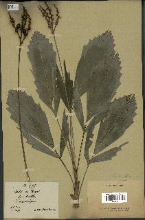 spécimen de Reinhardtia sp.