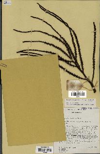 spécimen de Basselinia pancheri