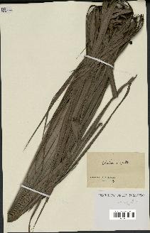 spécimen de Thrinax argentea