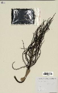 spécimen de Thrinax argentea