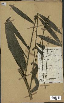 spécimen de Calamus sp.