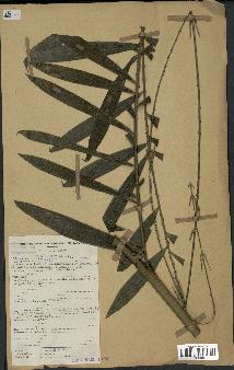 spécimen de Calamus sp.