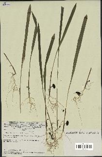 spécimen de Phoenix reclinata