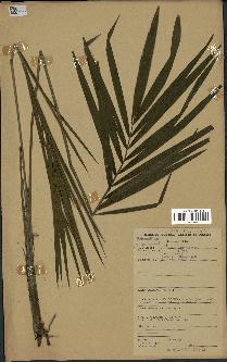 spécimen de Calamus sp.