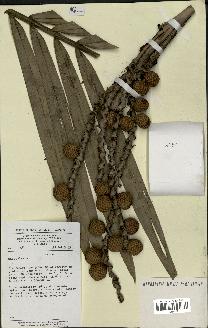 spécimen de Oncocalamus sp.