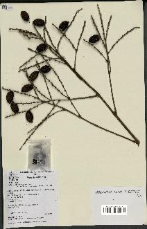 spécimen de Cyphosperma voutmelense