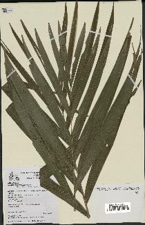 spécimen de Cyphosperma voutmelense