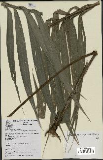 spécimen de Cyphosperma voutmelense