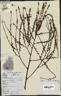 spécimen de Cyphosperma voutmelense