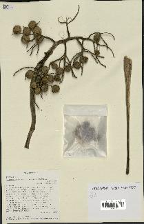 spécimen de Cryosophila warscewiczii
