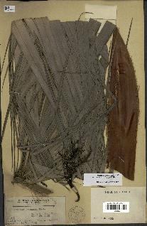 spécimen de Livistona chinensis