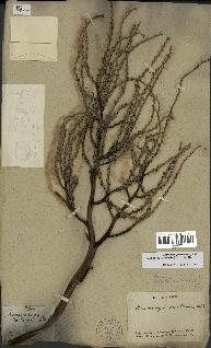 spécimen de Livistona chinensis