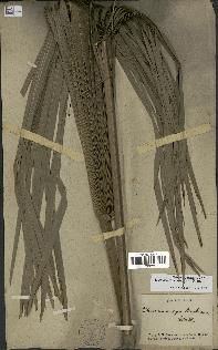 spécimen de Livistona chinensis