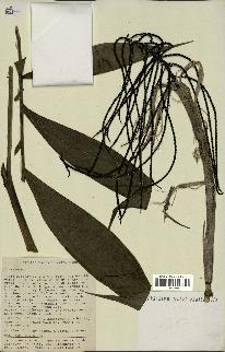 spécimen de Chamaedorea sp.