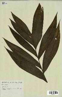 spécimen de Chamaedorea sp.
