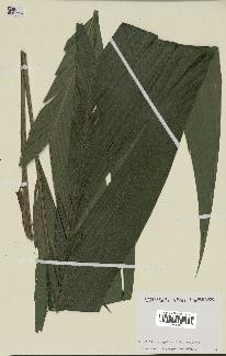 spécimen de Geonoma baculifera