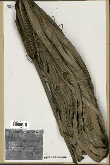 spécimen de Geonoma paniculigera