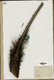 spécimen de Calamus rhabdocladus