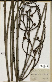 spécimen de Calamus rhabdocladus