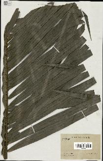 spécimen de Calamus rhabdocladus