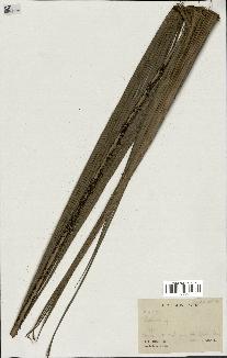 spécimen de Calamus rhabdocladus